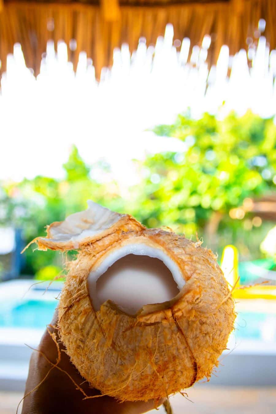 Frische Kokosnuss am Pool