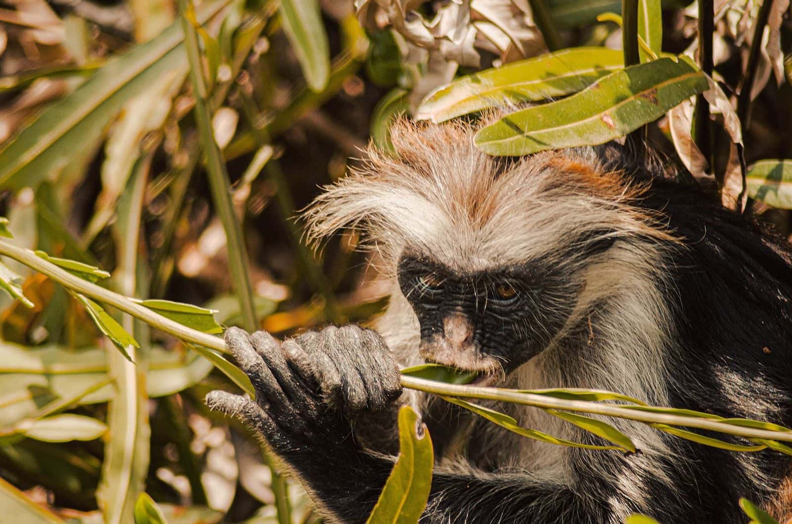 A Zanzibar red colobus monkey eating leaves in Jozani Forest
