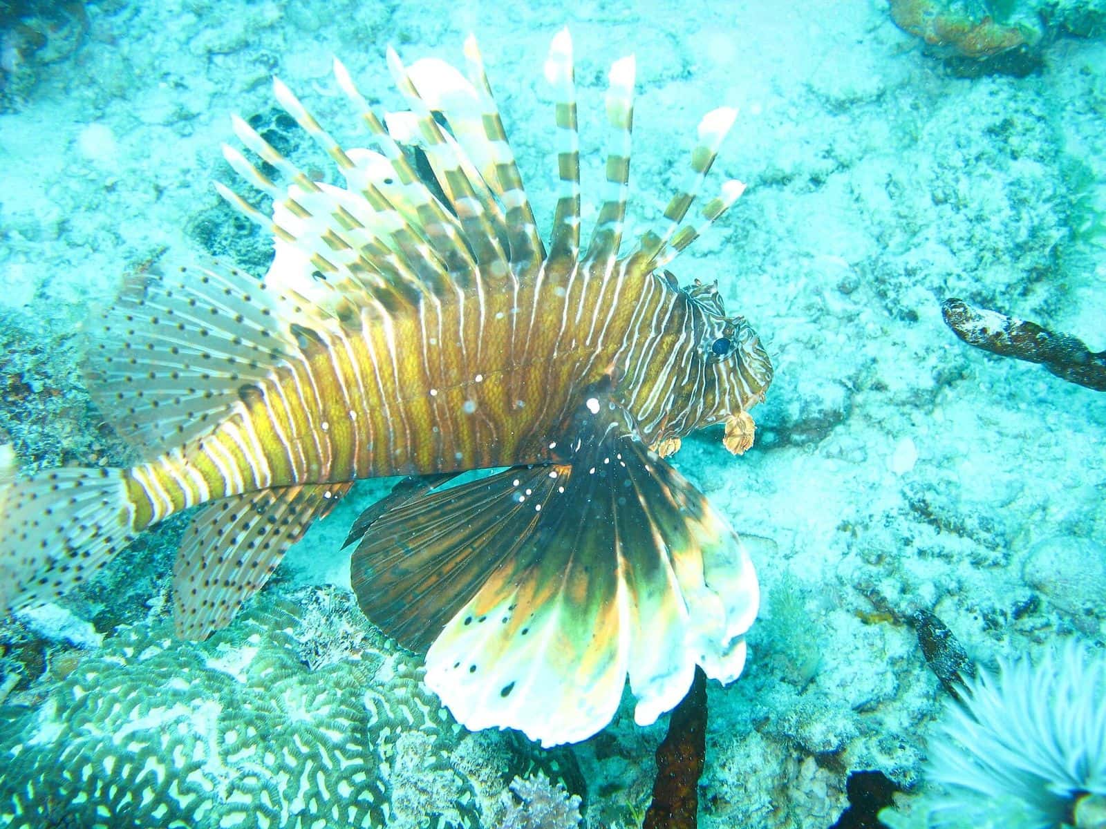 A lionfish over a coral reef