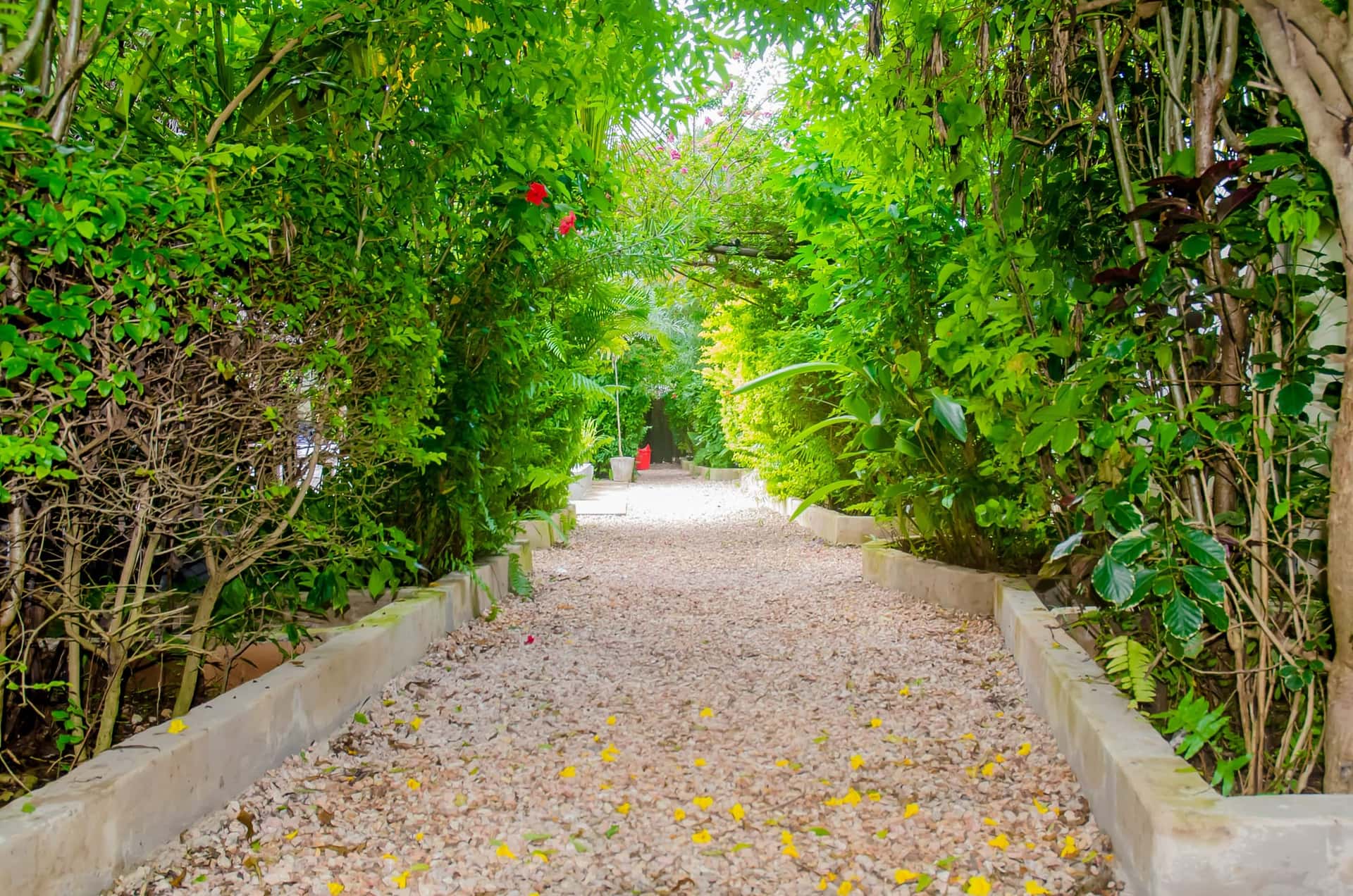 Garden walkway with flowering trees