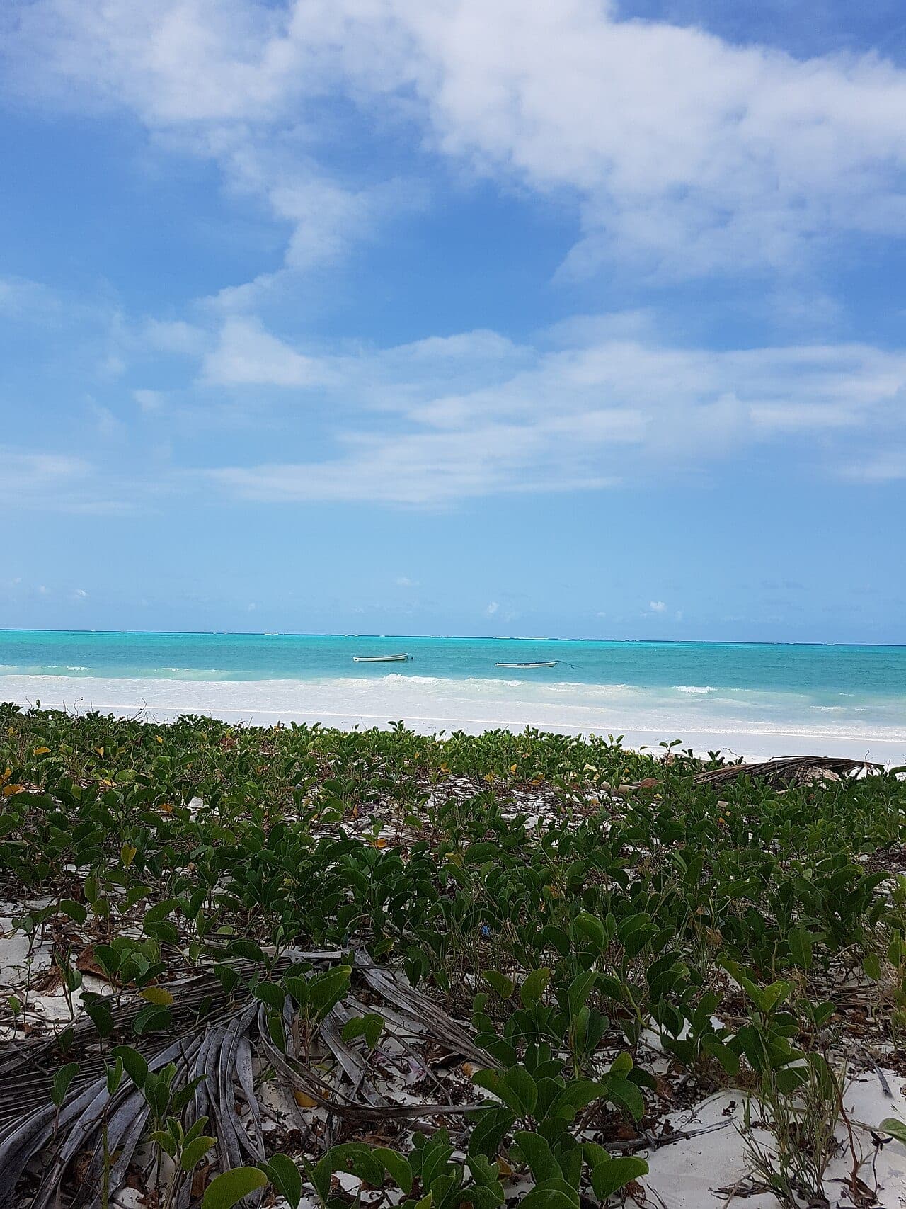 Turquoise sea and beach vegetation at Paje
